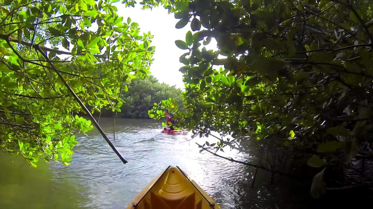 Votre randonnée en canoë kayak pour admirer la mangrove (Morne à l' Eau