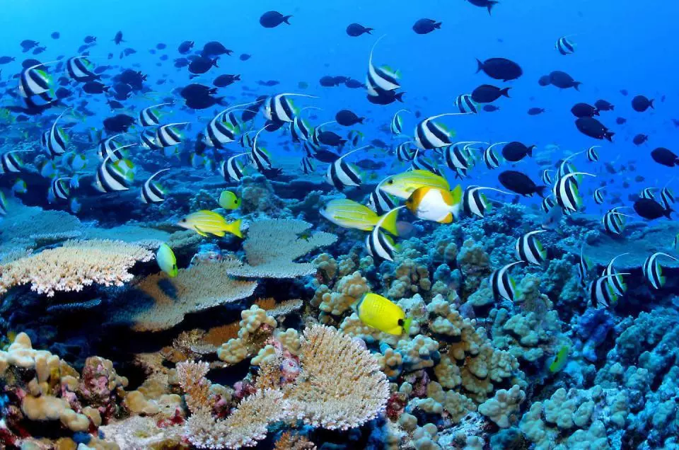 Explorez les fonds sous-marins de la « Réserve Cousteau » à Bouillante ( Guadeloupe)