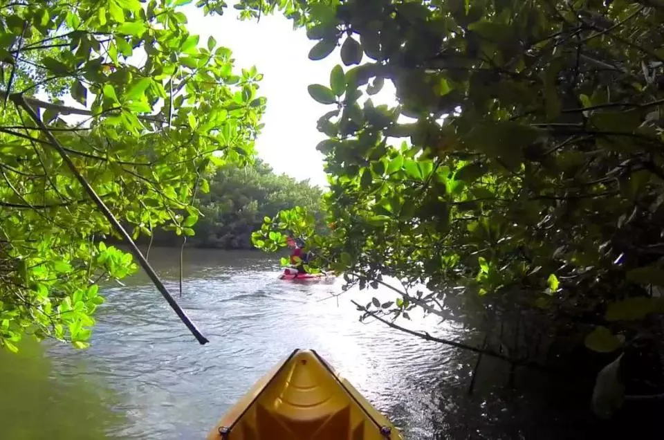 Votre randonnée en canoë kayak pour admirer la mangrove (Morne  à l’ Eau, Guadeloupe)